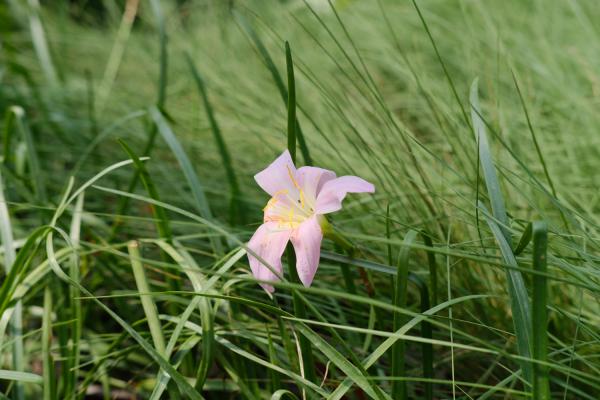 好一朵美丽的“风雨兰”，家里养一盆，1年就能“花满盆...