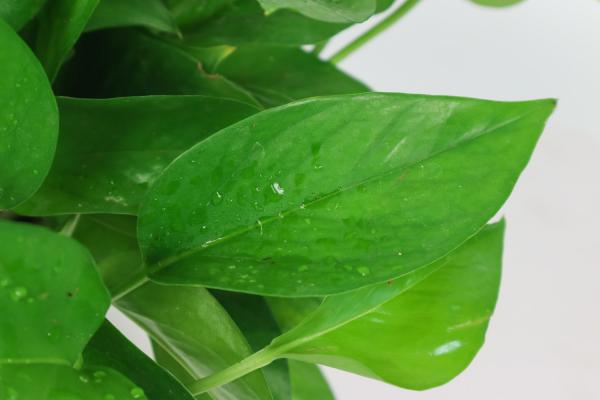 学着给绿萝少浇“水”，让它长出“黑胡须”，爆盆能更容...