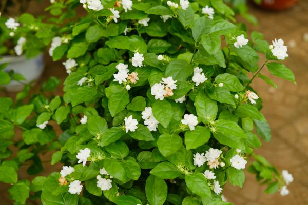 过期“零食”不要丢,随手扔盆里,茉莉“吃”了呼呼长