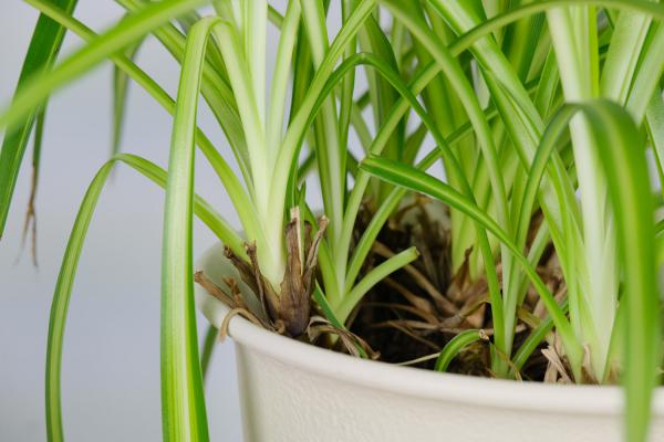 秋天养花就选“它”，一年到头能开花，比“吊兰”还好养...