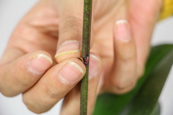 蝴蝶兰开完花就扔?真傻!像我这么养,年年冬天都能开!