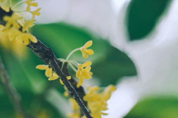 北方桂花夏天怎么养