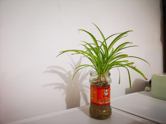 养的“吊兰”总“干尖儿”,不是它不好养,是你浇错了水