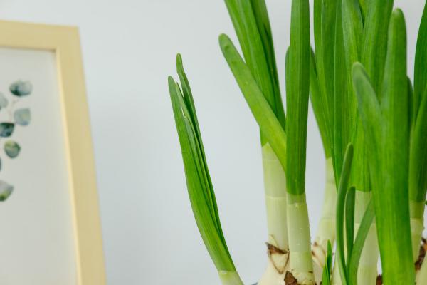 “水仙花”还能定时开花？你没看错，泡在水里就行