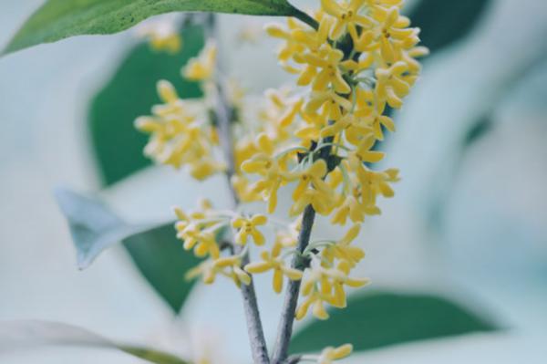 桂花怎么换盆