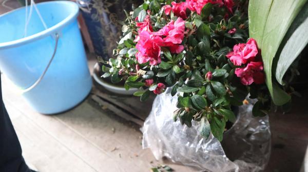 家里杜鹃花总掉叶,学着弄懂花根问题,就不用再担心了