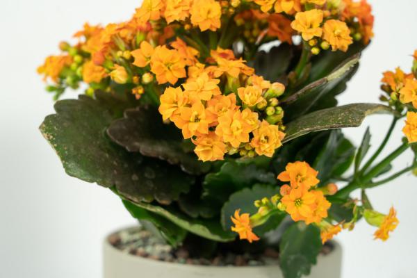 单位的“长寿花”叶子发黄了，排查后才知道，原来是因为...