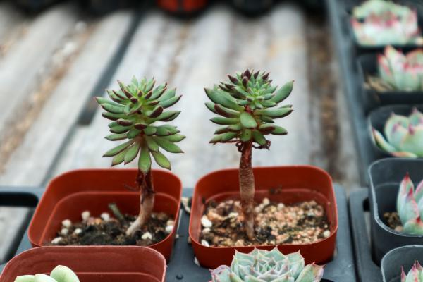 多肉叶子怎么种