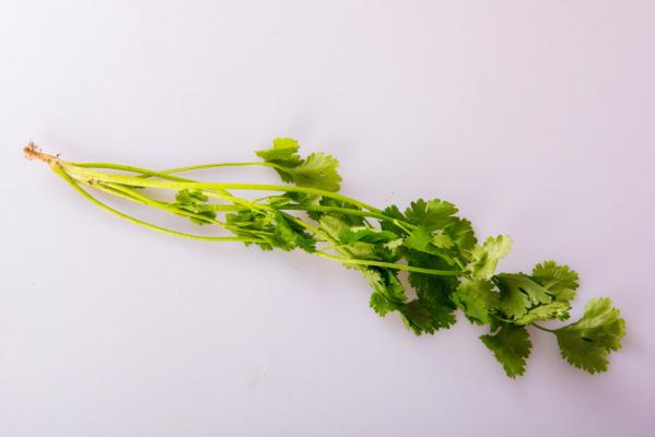 香菜怎么种植