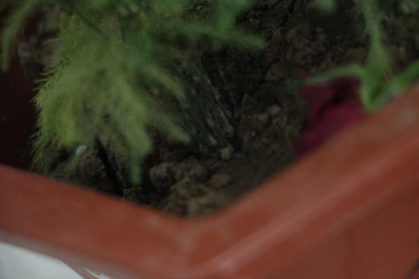 文竹长出小黑豆，邻居把它扔盆里，1个月长成小竹林！