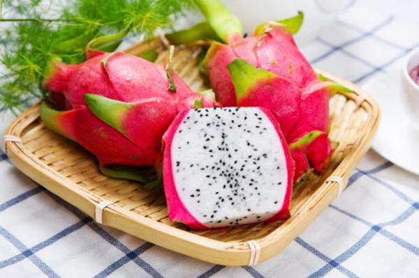 火龙果苗怎么种