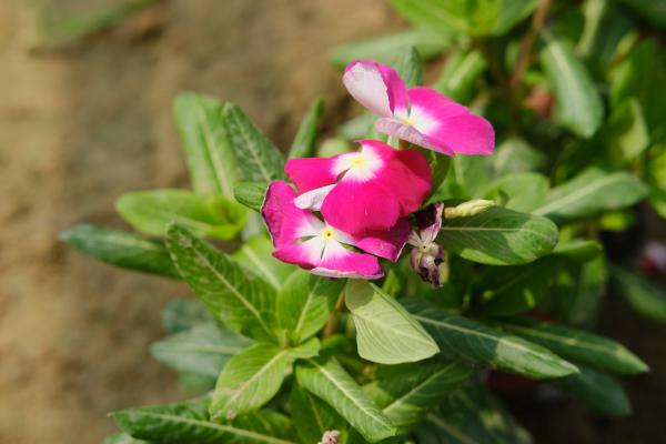 长春花花期施肥