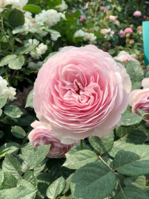 月季花的栽培方法