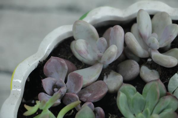 野生多肉遍地是，个个胖成肉包子，我到底挖不挖？