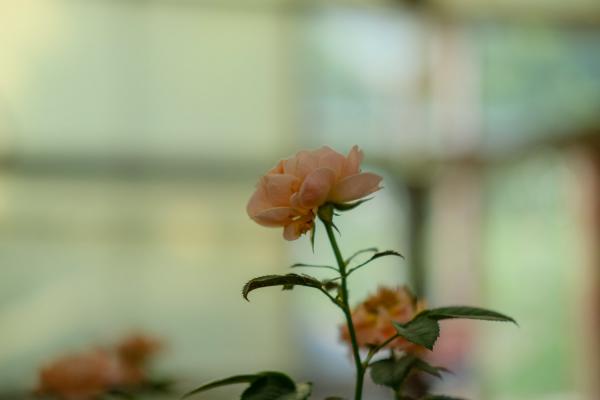 夏季月季花怎么养