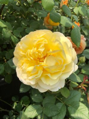 月季花扦插的最佳时间