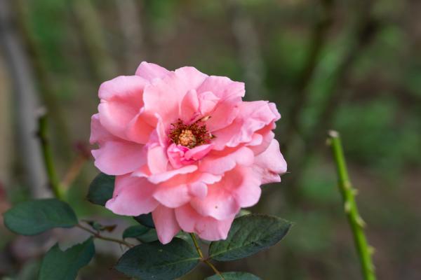花椒树可以嫁接月季吗