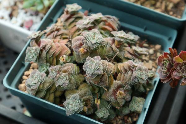 她把多肉种在篮子里，拎着出门买菜，路上人全都回头看！