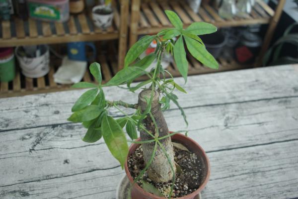 绿萝发财树…现在是最佳换盆期，再晚秋天都熬不过！