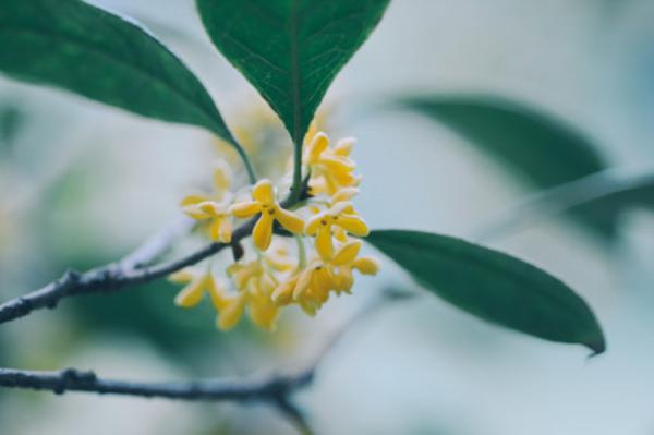 桂花怎样追肥