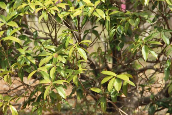 桂花怎样保存香味