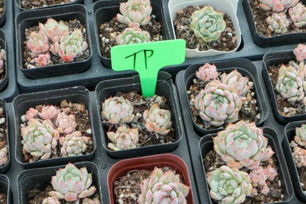 1根橡皮筋1个菜篮子，多肉立马猛长根，100％成活！