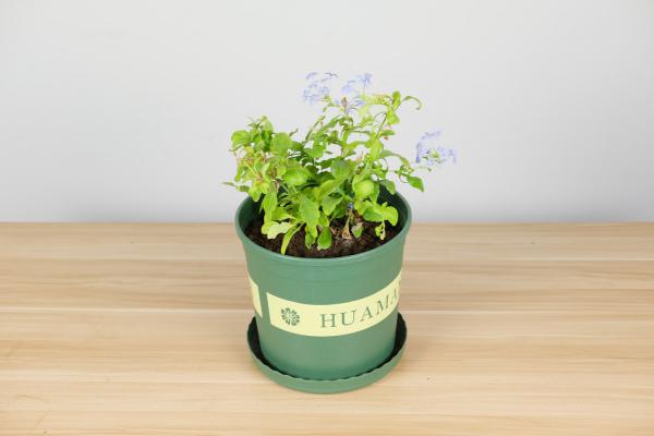 蓝雪花的繁殖方法