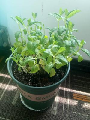 薄荷怎么繁殖