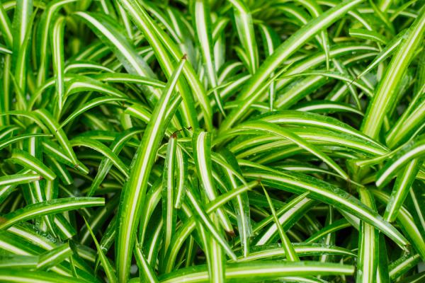 吊兰是水培好还是土培好