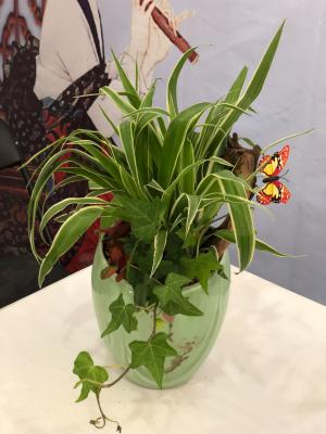 吊兰开花后需要剪掉吗