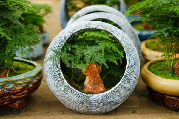 他家的虎皮兰文竹…一次结果100个,枝条都压弯,邻居...