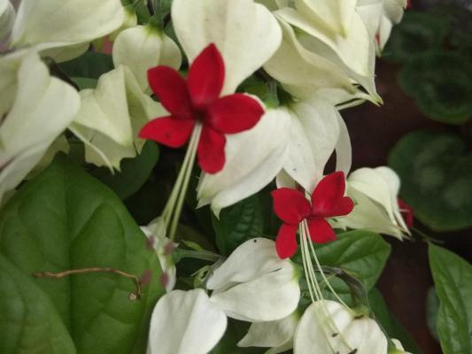 龙吐珠种子怎么繁殖