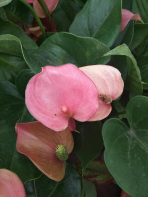 红掌怎么水培养殖