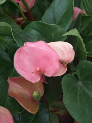 红掌适合放在哪里