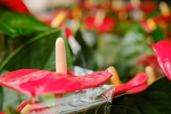 红掌浇什么水好