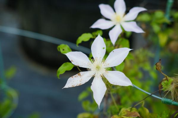 铁线莲不开花怎么办
