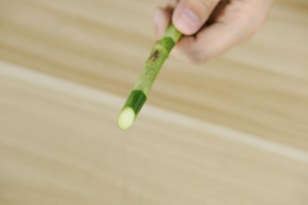 富贵竹怎么移栽