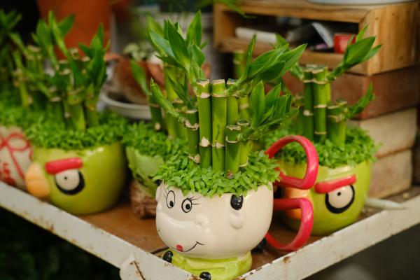 富贵竹怎么水养才旺盛