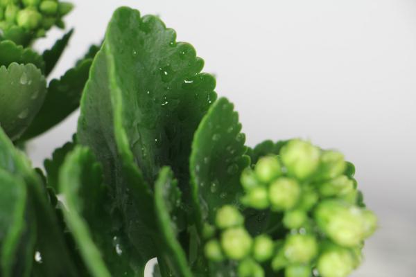 长寿花怎么摘心