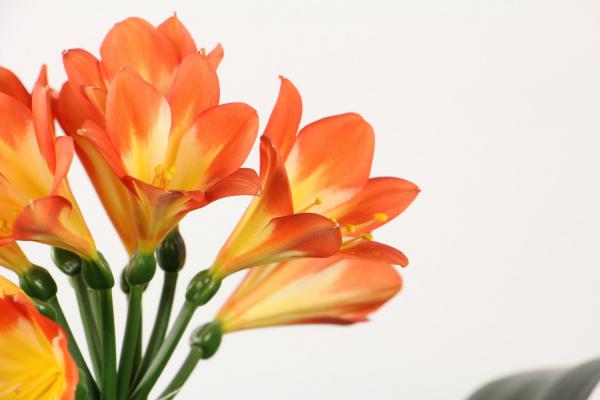 君子兰怎么修剪