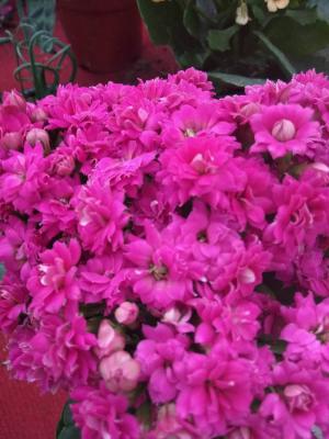 长寿花怎么换盆