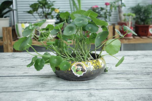 铜钱草水培怎么固定根