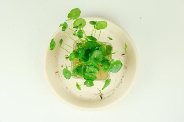 铜钱草根茎怎么水培