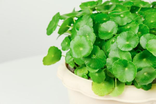 水培铜钱草怎么爆盆