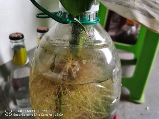 富贵竹要用什么水养