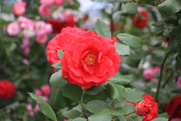 月季扦插最简单方法