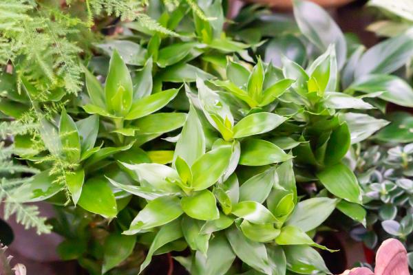 富贵竹营养液自制方法