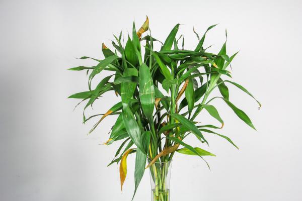 富贵竹怎样才能生根