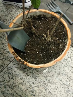 盆里埋根棍，土立马肥得流油，绿萝君子兰…像打了鸡血疯...