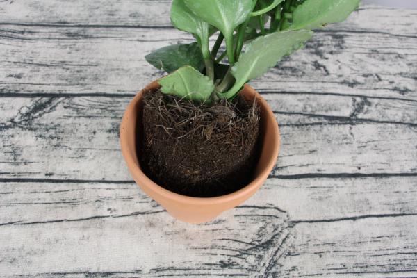 长寿花一剪一插，3个月后花骨朵嘟噜噜冒，叶子都看不见...